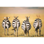 PUZZLE ZEBRE IN SAVANA, 300 PIESE - RAVENSBURGER (RVSPA13312) - Libelula Vesela - Jucarii
