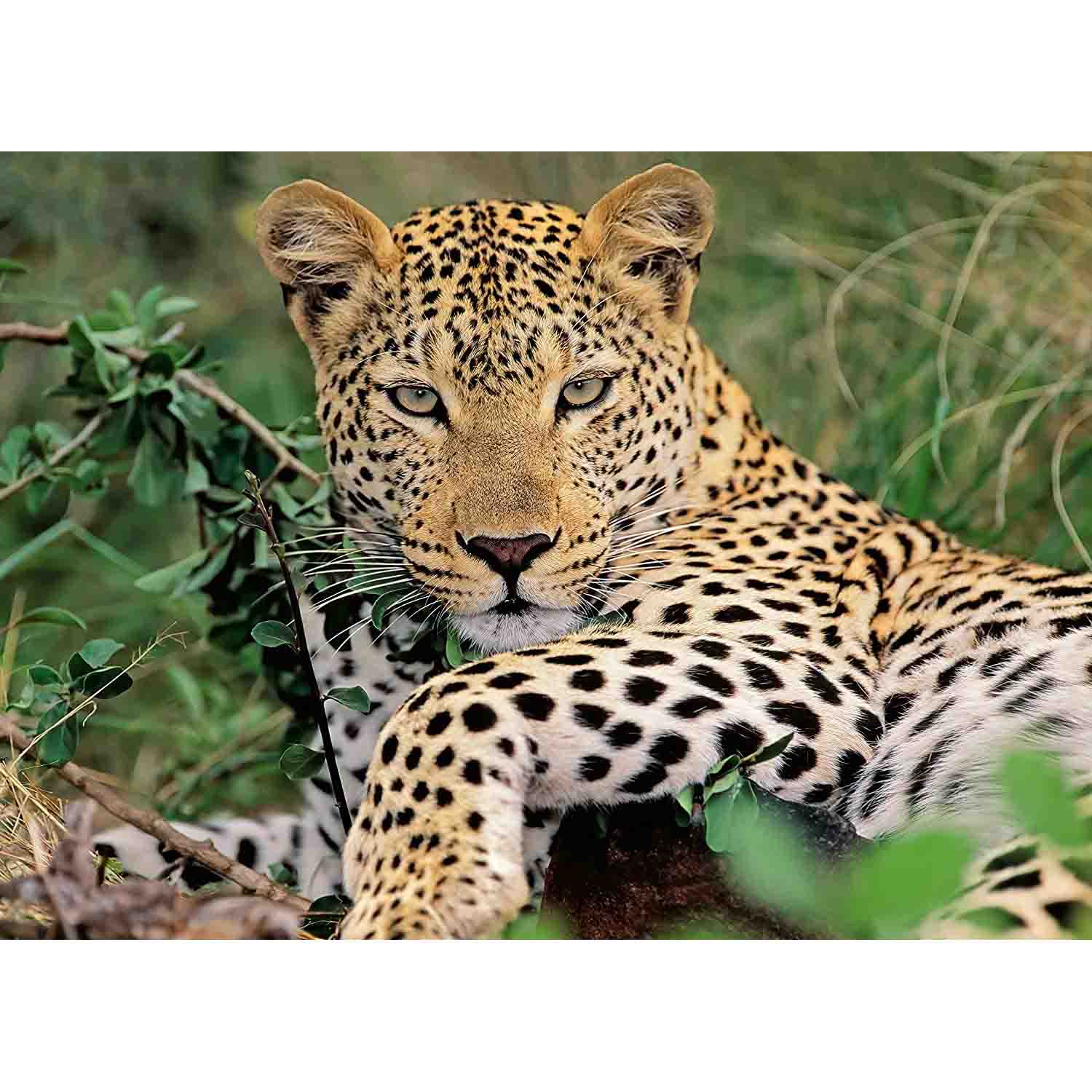 PUZZLE LEOPARD, 100 PIESE - RAVENSBURGER (RVSPC13345) - Libelula Vesela - Jucarii