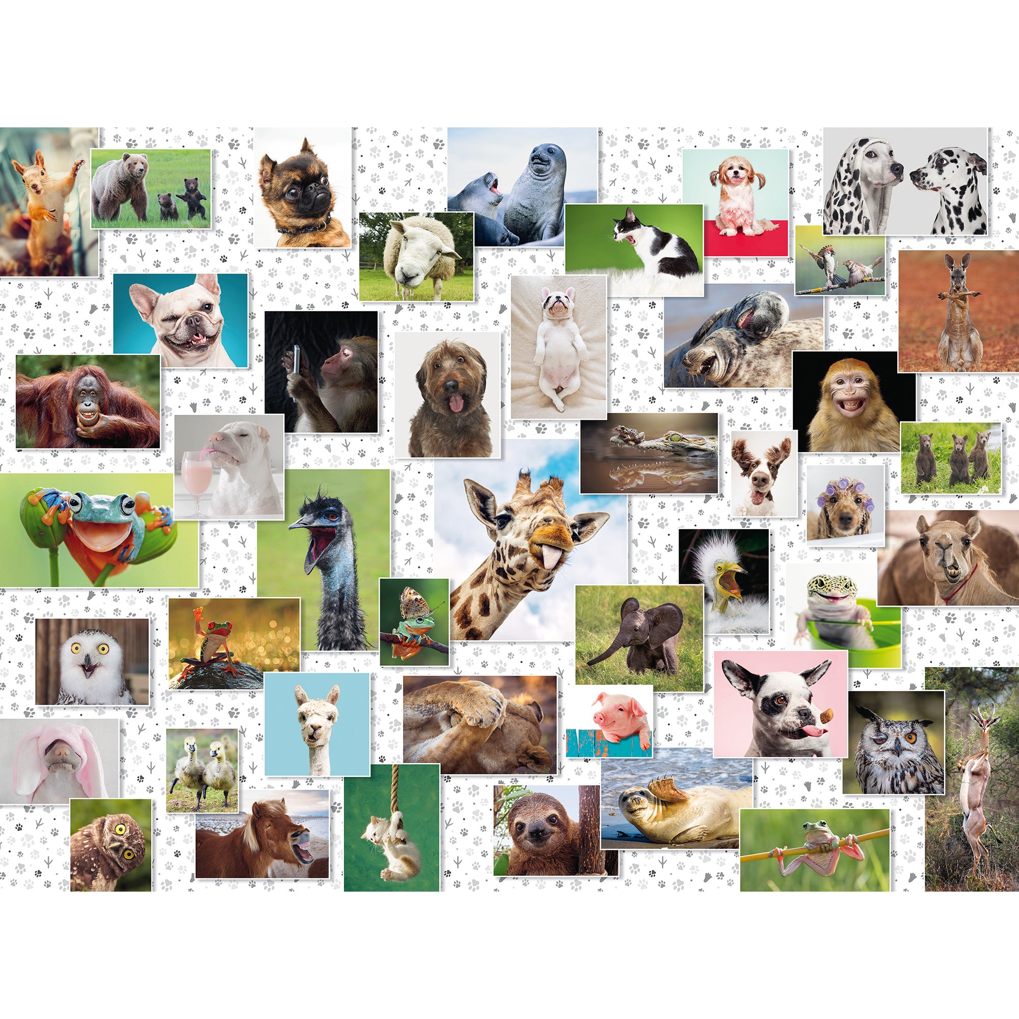 PUZZLE COLAJ CU ANIMALE, 1500 PIESE - RAVENSBURGER (SPA16711) - Libelula Vesela - Jucarii