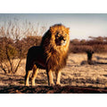 PUZZLE LEU REGELE ANIMALELOR, 1500 PIESE - RAVENSBURGER (RVSPA17107) - Libelula Vesela - Jucarii