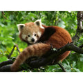 PUZZLE PANDA ROSU, 500 PIESE - RAVENSBURGER (RVSPA17381) - Libelula Vesela - Jucarii