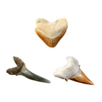 KIT CREATIV SA CAUTAM DINTI DE RECHINI - NATIONAL GEOGRAPHIC (NG29660) - Libelula Vesela - Jucarii