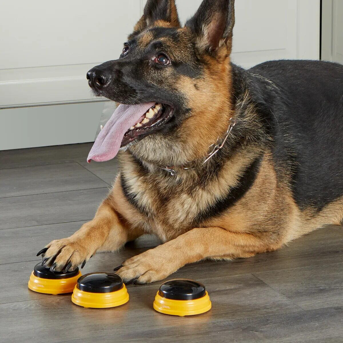 SET DRESAJ CAINI - SONERII DRESAJ CATEL CUVINTE ESENTIALE - HUNGER FOR WORDS (LER9353) - Libelula Vesela - Jucarii